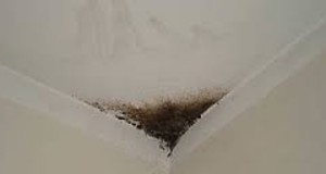 Fá tæpar 1,2 milljónir króna vegna myglu í leiguíbúð