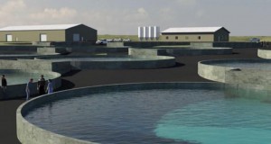 Búið er að bjóða út byggingu fiskeldisstöðvar í Grindavík