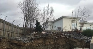 60 ára gömul tré rifinn niður vegna framkvæmda við Sundlaug Akureyrar