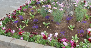 18.01.2017 Hafnarfjarðarbær: Sláttur á opnum svæðum og Hreinsun gróðurbeða