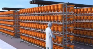 10.000 eldisker í hrognahúsi í Vogunum