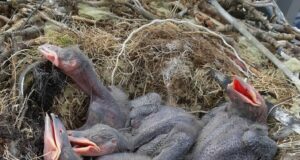 Beðið með að fjarlægja byggingakrana af tillitsemi við hrafnsunga