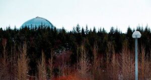 Trjáfelling í Öskjuhlíð