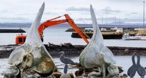 Bæta þjóðveg á Langanesi