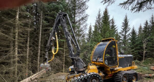 Austfirskt fyrirtæki fellir þúsund tré í Öskjuhlíð