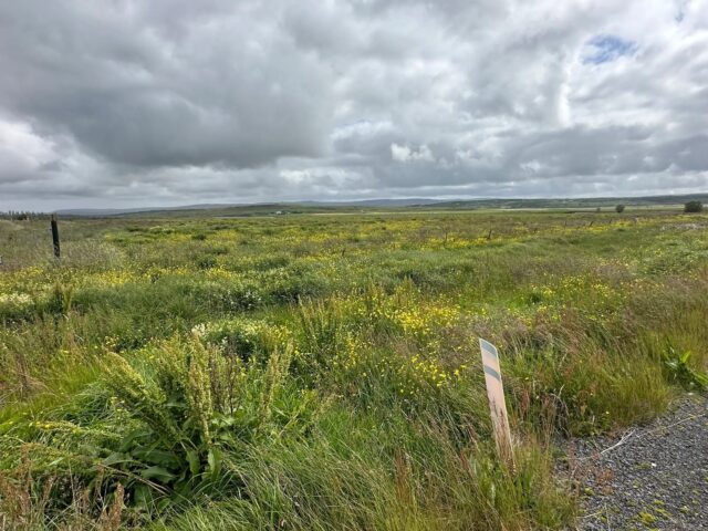 14.07.2025 Engjaholt í landi Fells við Reykholt í Bláskógabyggð
