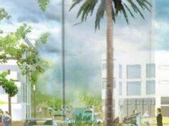 Óvíst hvenær pálmatréð kemur