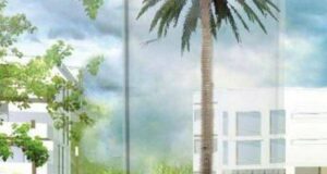 Óvíst hvenær pálmatréð kemur